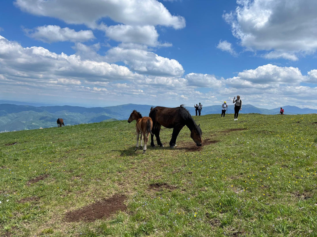 🏞️ Planinarenje na Stolovima – Tihi div iznad Kraljeva