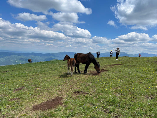 🏞️ Planinarenje na Stolovima – Tihi div iznad Kraljeva